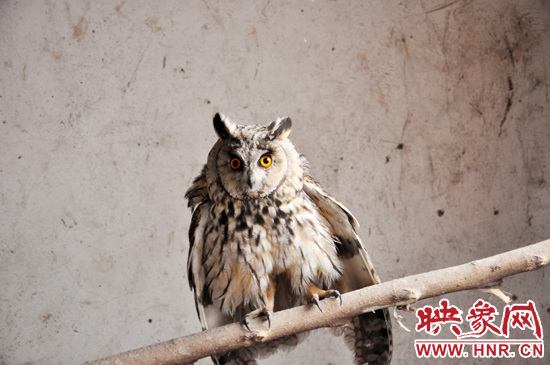 據(jù)了解，長耳鸮屬于夜行動物，是一種益鳥，主要捕食鼠類。