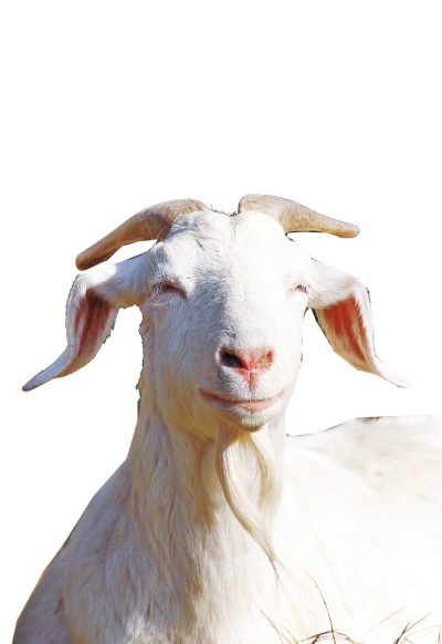 奶山羊,這種羊?yàn)楸就辽窖?，以產(chǎn)奶為主，產(chǎn)奶量高。具有“頭長、頸長、體長、腿長”的特征，俗稱“四長羊”