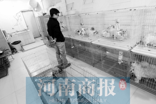 市民反映，淮河路“緣寵”寵物店曾出售疑似患病的狗