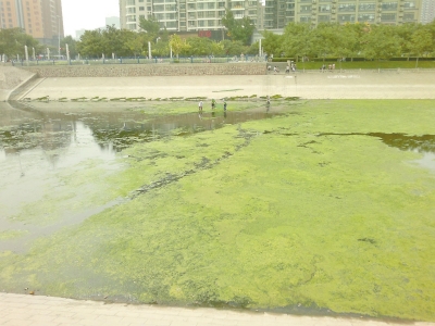 綠藻野蠻生長(zhǎng)，給東風(fēng)渠的水質(zhì)，帶來極大威脅。