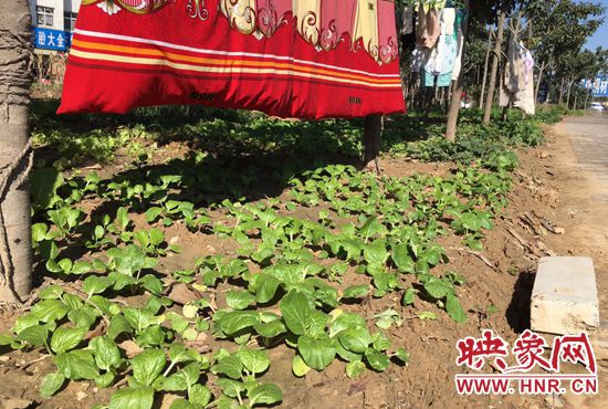 西四環(huán)中原路交叉口，大片生態(tài)廊道被毀，變成私家菜園。