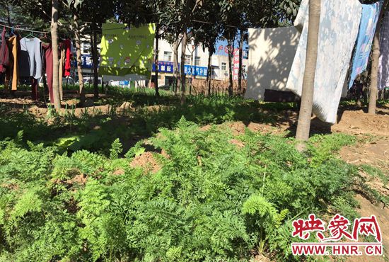西四環(huán)中原路交叉口，大片生態(tài)廊道被毀，變成私家菜園。