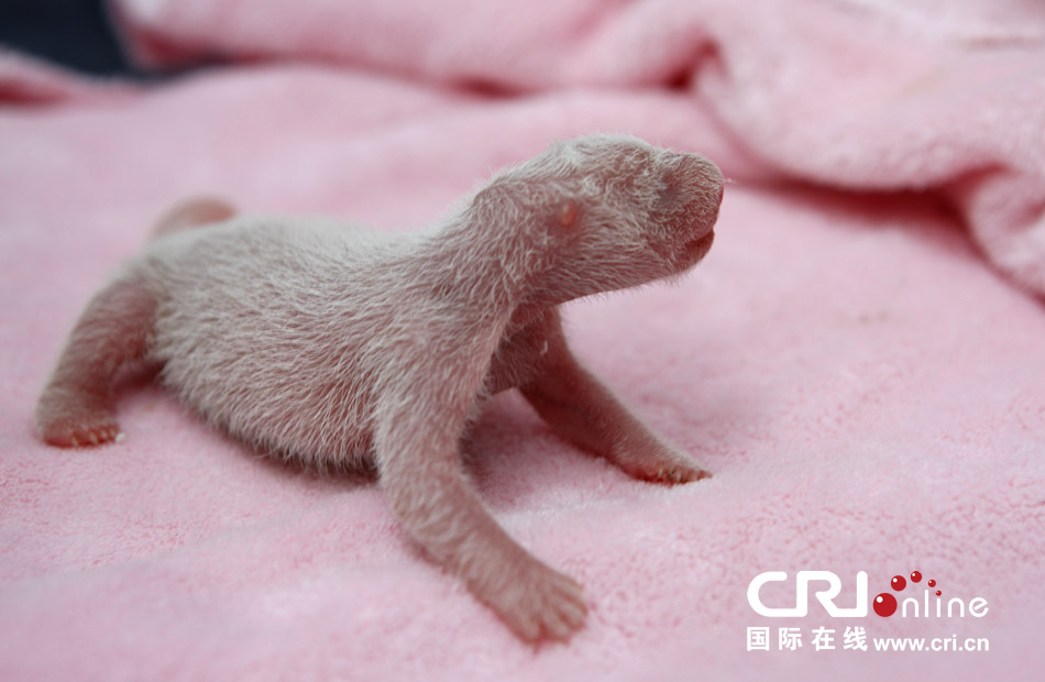 2013年7月11日，成都大熊貓繁育研究基地月亮產(chǎn)房，新生大熊貓寶寶在育嬰箱里憨態(tài)可掬。