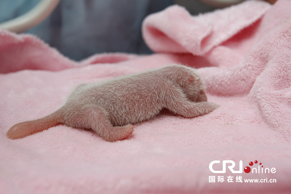 2013年7月11日，成都大熊貓繁育研究基地月亮產(chǎn)房，新生大熊貓寶寶在育嬰箱里憨態(tài)可掬。