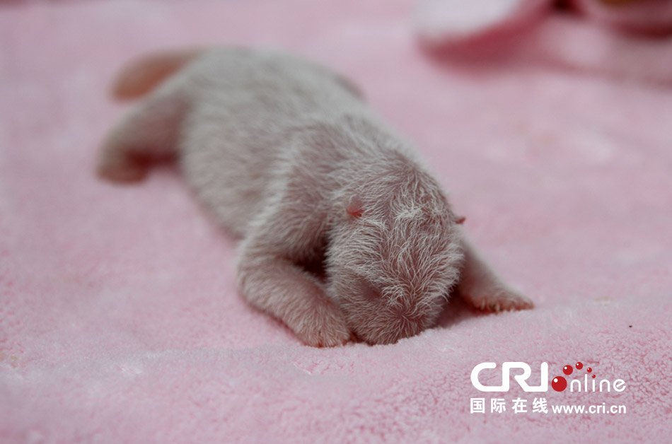 2013年7月11日，成都大熊貓繁育研究基地月亮產(chǎn)房，新生大熊貓寶寶在育嬰箱里憨態(tài)可掬。