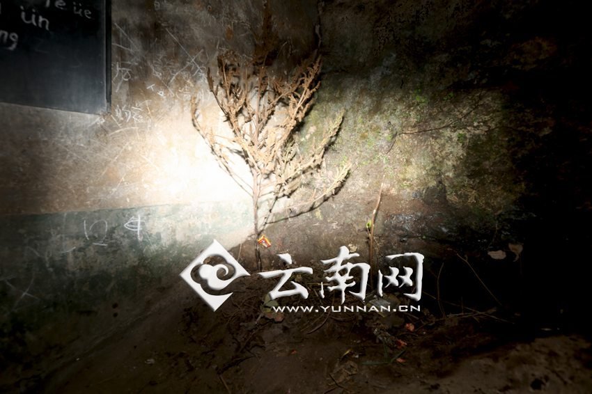 　教室里沒有燈，光線太暗，村民便種下了野蘇麻，希望教室有綠色，讓孩子們看到“希望”。 徐弘毅 攝