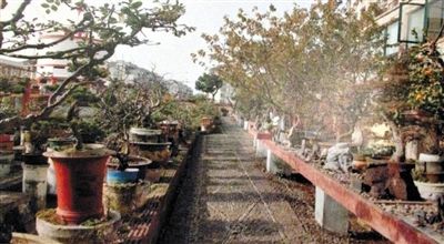 劉光嘉出示博物館內(nèi)部圖片中，擺放著各種盆景。