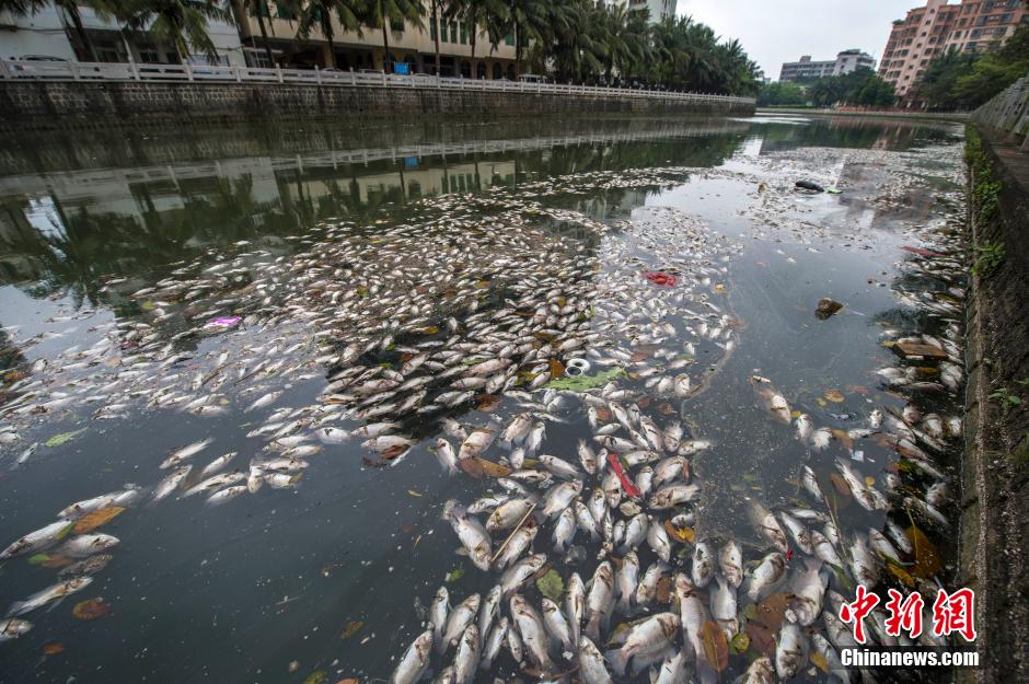 ?？诿郎岷蝇F(xiàn)大面積死魚 河面蔓延超一公里長