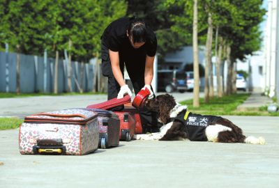搜油犬正在進行日常訓(xùn)練。