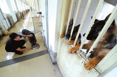 馴犬員給搜油犬準(zhǔn)備晚餐。