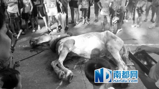 死馬拉的車。 游客圍觀死馬。游客供圖