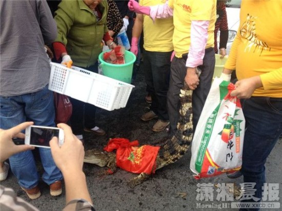 鱷魚被車主抓到。