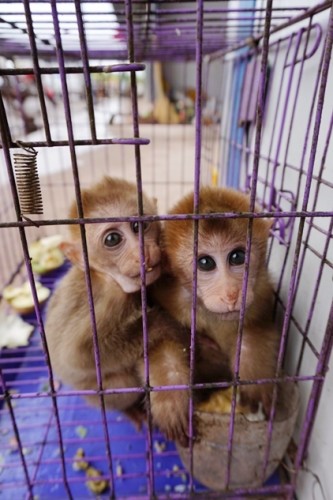 獼猴、麂子、白鷴、果子貍、豪豬、豺狗、熊、竹鼠等國家保護(hù)野生動(dòng)物或?yàn)l危物種，在此成為各路食客的盤中餐