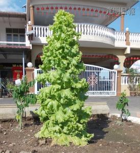 馬口親善花園居民李亞德種出“高人一等”的生菜，這棵3英尺高的生菜好像圣誕樹，令人稱奇。