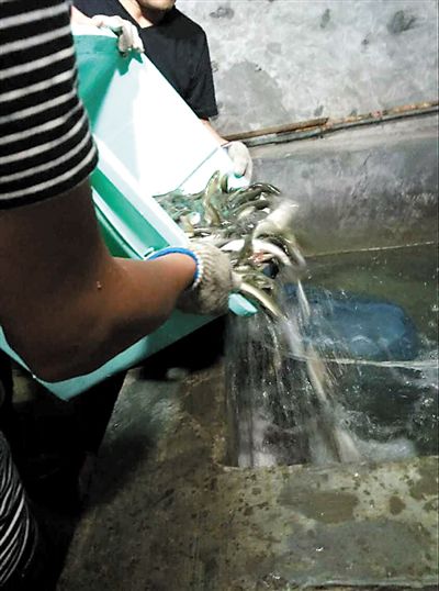 主人將撈上來的魚放進魚池。