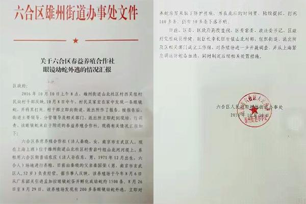 交匯點10月10日消息， 10日晚上，一則消息在南京人的朋友圈和微信群里瘋傳，網傳消息稱：六合雄州街道山北村一個農莊私自養(yǎng)眼鏡蛇，幾天前突然跑出來了，估計二三百條。交匯點記者向六合區(qū)委宣傳部相關人士求證，證實了此事確實發(fā)生。