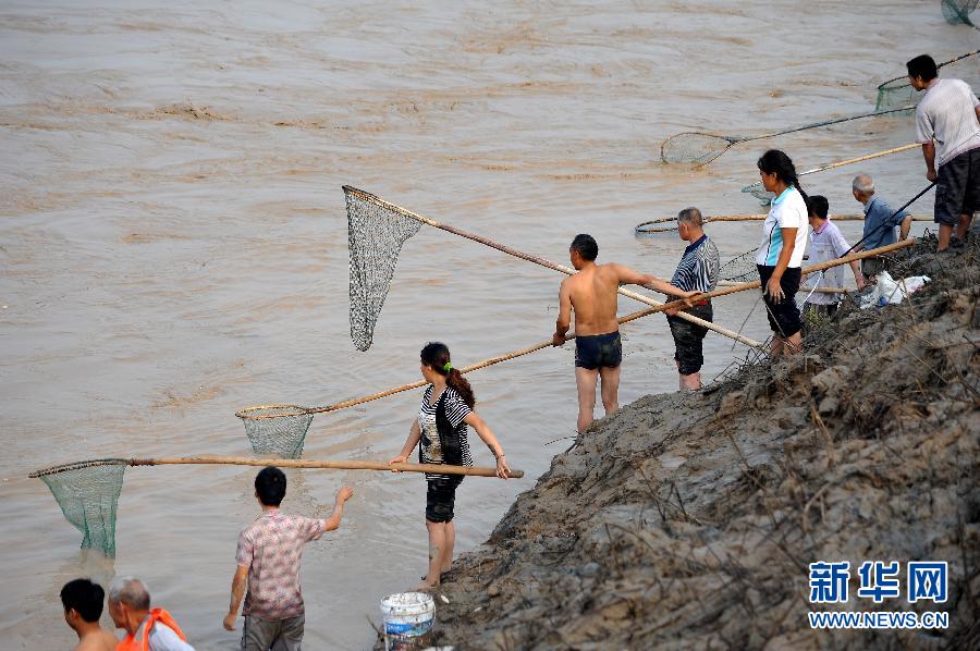 7月6日,在山西省平陸縣黃河岸邊,人們?cè)诤舆叢稉泣S河“流魚”。