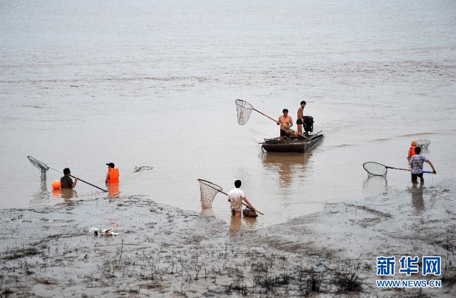 7月6日,在山西省平陸縣黃河河道內(nèi),人們?cè)诓稉泣S河“流魚”。