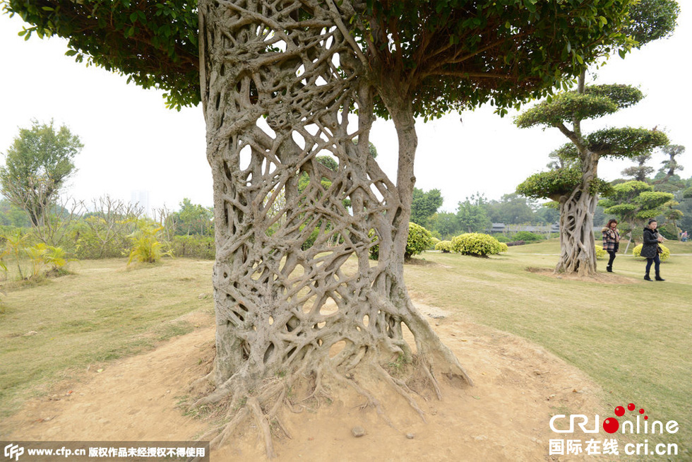 南寧驚現(xiàn)奇葩“蜘蛛網(wǎng)”景觀大樹 南寧驚現(xiàn)奇葩“蜘蛛網(wǎng)”景觀大樹