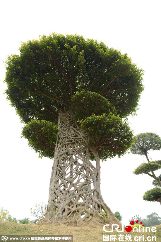 南寧驚現(xiàn)奇葩“蜘蛛網(wǎng)”景觀大樹 南寧驚現(xiàn)奇葩“蜘蛛網(wǎng)”景觀大樹