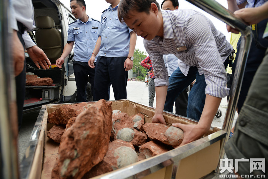2015年4月19日，廣東河源，道路改造施工現(xiàn)場，挖出一大窩恐龍蛋化石。