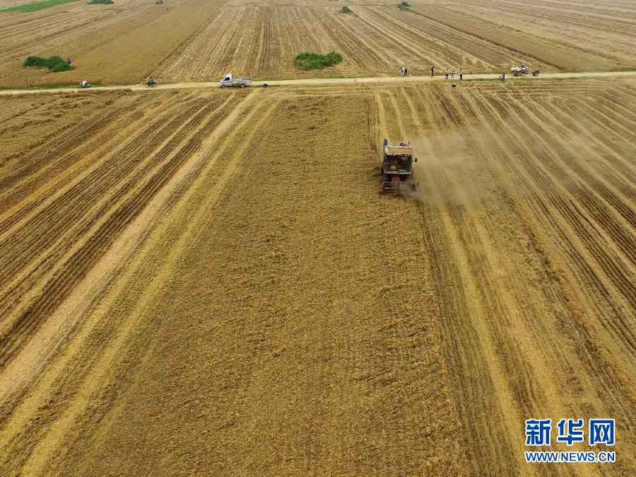 這是5月28日在河南省南陽市唐河縣甘河灣村航拍的麥收現(xiàn)場。