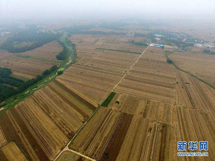這是5月28日在河南省南陽市唐河縣甘河灣村航拍的麥收現(xiàn)場。