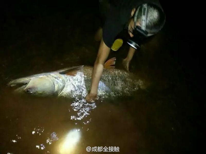 圖為父子倆發(fā)現(xiàn)大魚。
