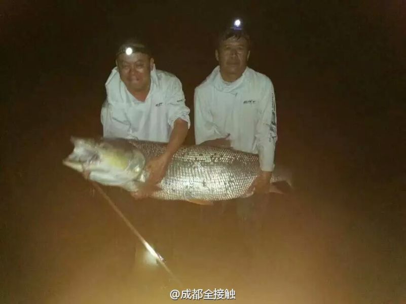 　圖為大魚需要兩個人抱起。