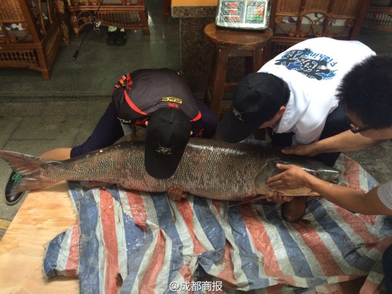 圖為父子倆翻動大魚。
