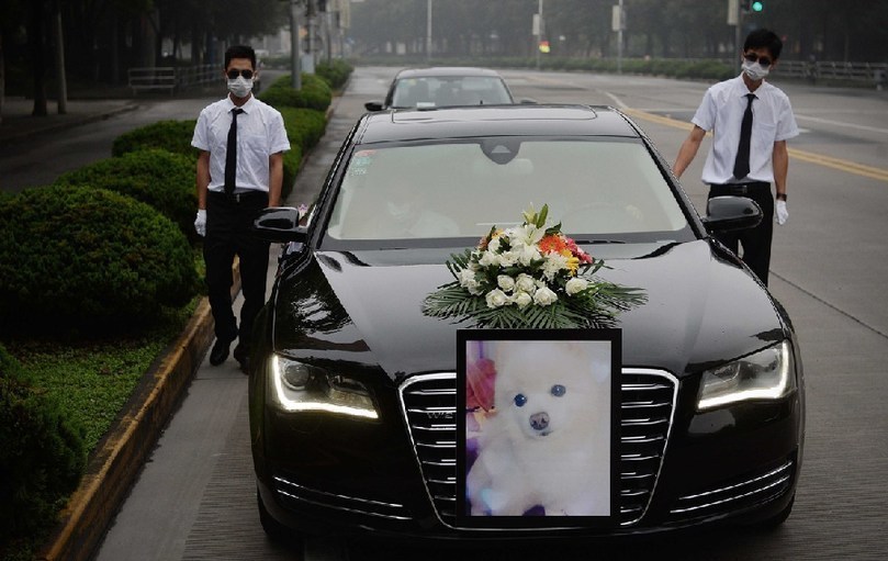 著寵物狗靈柩的車(chē)隊(duì)緩緩開(kāi)往悼念室。