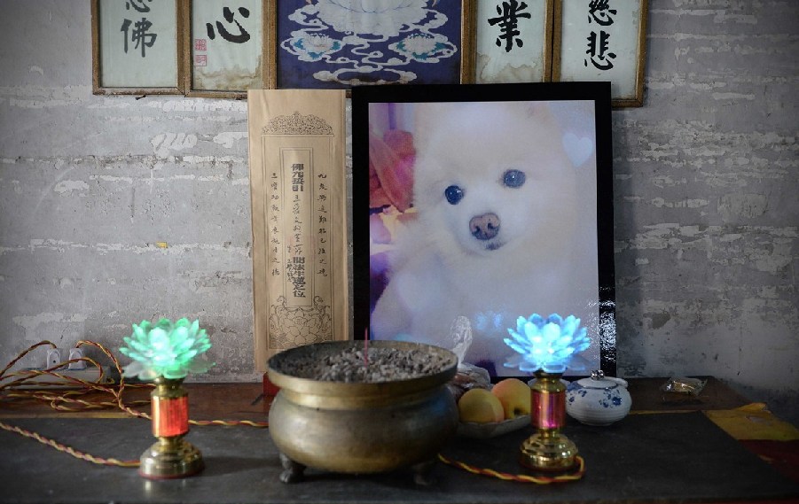 寵物狗的遺像被擺放在寺廟中。