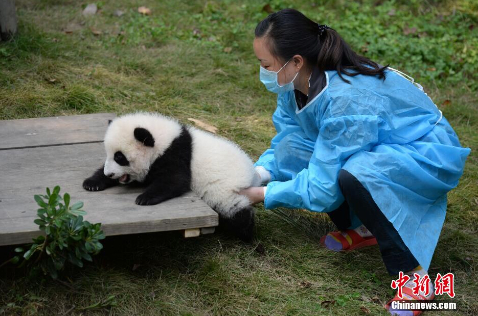 一名飼養(yǎng)員正幫助一只小大熊貓練習(xí)攀爬。