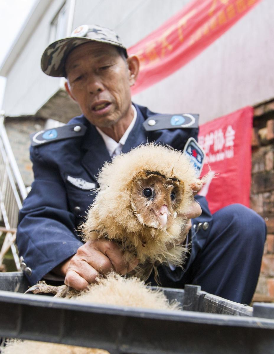 這5只雛鳥長得既像貓頭鷹，又像老鷹，危億玲和她丈夫便上網(wǎng)查詢，也沒查出來到底是什么動物。因?yàn)閾?dān)心這些雛鳥是保護(hù)動物，放在自己家里會養(yǎng)不好，危億玲便聯(lián)系上了都昌縣林業(yè)局野生動植物保護(hù)管理站。