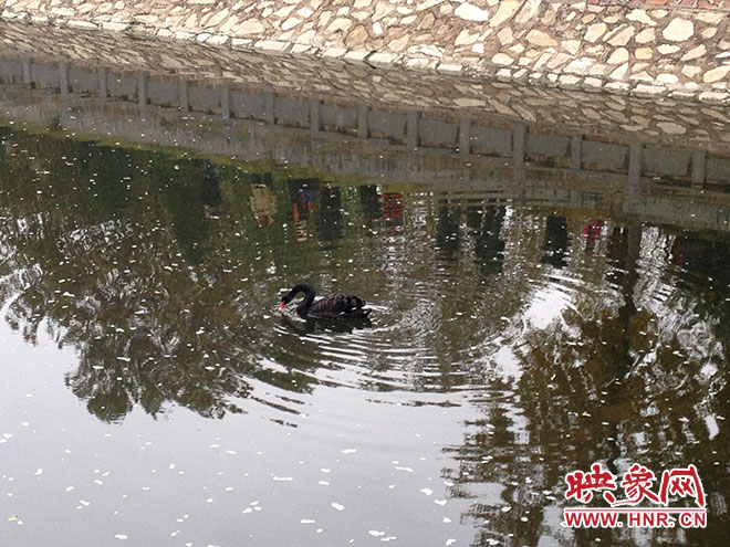 受傷的黑天鵝迫降鄭州金水河。