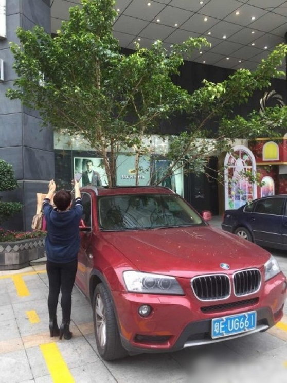一輛停在停車(chē)位上的寶馬轎車(chē)，被墜落的樹(shù)枝砸中，樹(shù)枝徑直插入車(chē)內(nèi)，現(xiàn)場(chǎng)引發(fā)不少市民圍觀拍照。