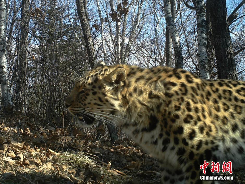 黑龍江老爺嶺保護(hù)區(qū)多次拍到野生東北虎、豹影像
