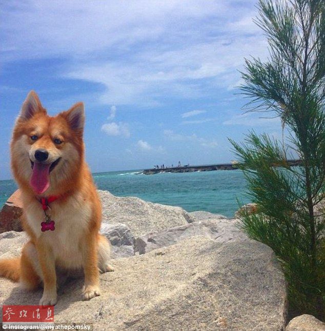 狐貍還是狗？藍(lán)眼睛萌寵走紅網(wǎng)絡(luò)