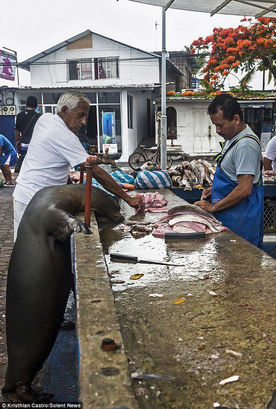 厄瓜多爾海獅成魚攤“?？汀?排隊“買”金槍魚