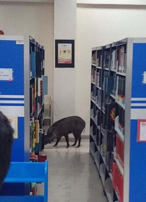 野豬進入圖書館后開始四處“閑逛”。