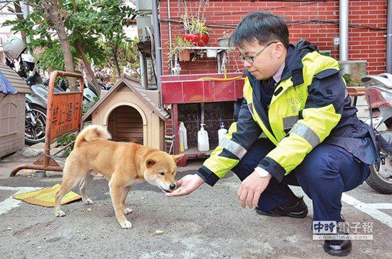 圖中這只柴犬生性好動(dòng)，逢人就搖起臀部及尾巴