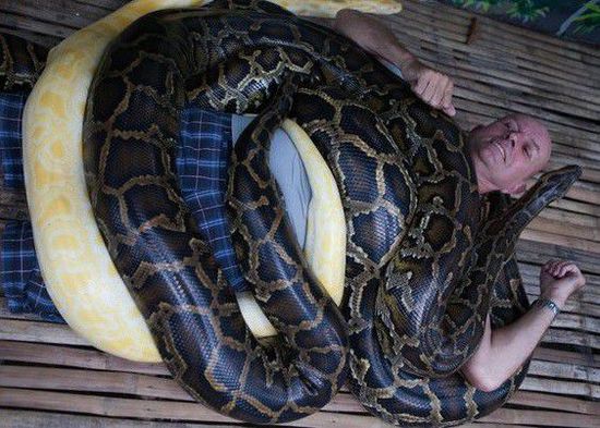 菲律賓一家動物園為游客提供蟒蛇按摩服務(wù)。