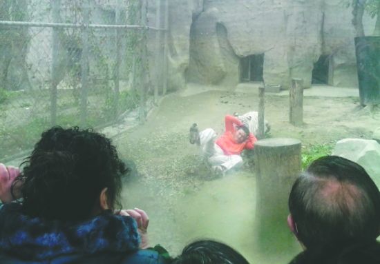 昨日，成都動物園，男子進(jìn)入白虎活動區(qū)后被白虎拖行。動物園出動50多人成功營救下他