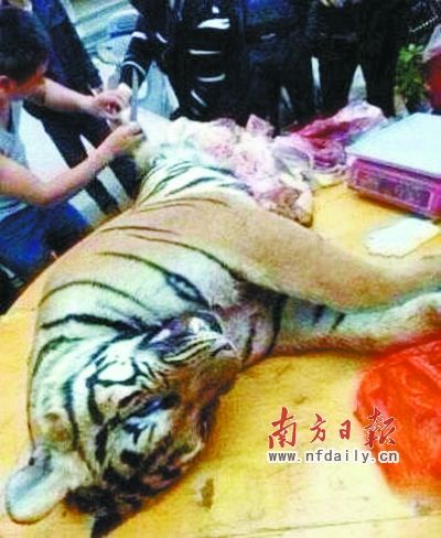 　殺虎現(xiàn)場(chǎng)。由匿名受訪人提供