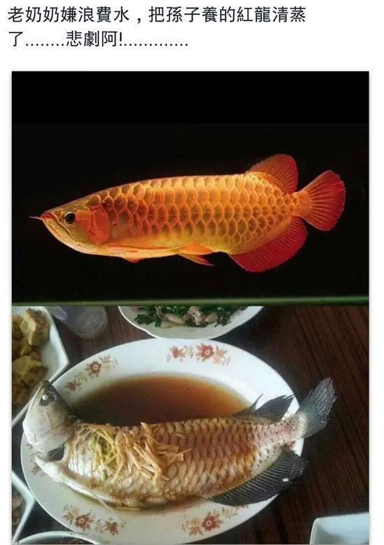 老奶奶嫌浪費(fèi)水,把孫子養(yǎng)的紅龍清蒸了。圖片取自臺(tái)媒