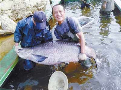 河南水庫(kù)捕到147斤重大青魚(yú)，長(zhǎng)1.76米。