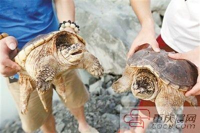 楊先生買來的鱷龜有很強(qiáng)的攻擊性。見習(xí)記者 雷鍵 攝