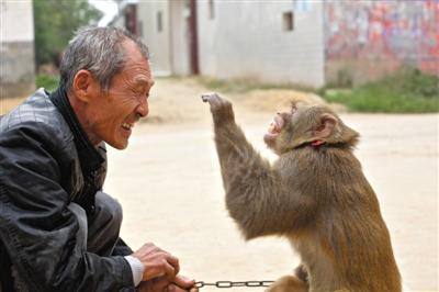 10月13日，新野縣鮑灣村耍猴人楊林貴蹲在家門口和自己的猴子玩耍。楊林貴，耍猴近三十年。