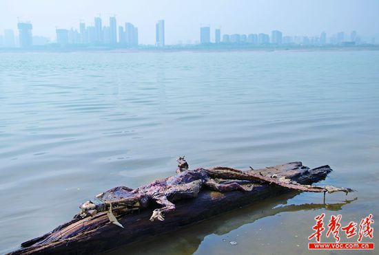 23日上午，瀏陽(yáng)河與湘江交匯的地方發(fā)現(xiàn)了一條鱷魚(yú)的尸骸。