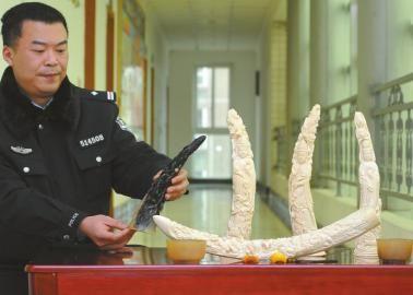 1月5日，辦案民警展示擋獲的犀牛角、盔犀鳥頭、象牙制品。